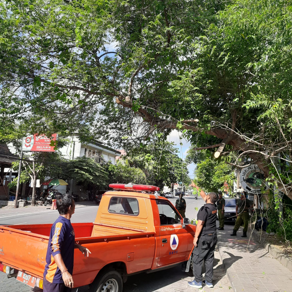 Pohon Tumbang di Jalan Nakula Timur, Kelurahan Seminyak, Kecamatan Kuta Tanggal 07 Mei 2023